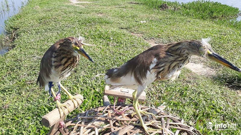 Tận diệt chim trời: Cận cảnh "thiên la, địa võng" giăng bắt chim, cò