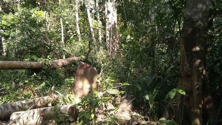 Phát hiện một vụ phá rừng lấy gỗ trái phép ở Bình Phước