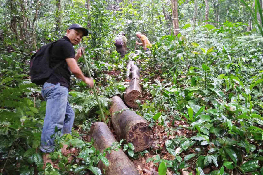 Vụ rừng phòng hộ Phú Lộc “chảy máu”: Hai trạm trưởng bị đình chỉ công tác