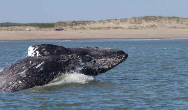 Cá voi xám đang bị đe dọa