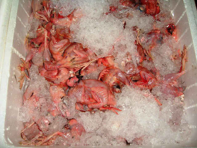 Hàng tấn thịt chim cút "bẩn" và gà chết tím tái bị "chặn đứng" ở Sài Gòn