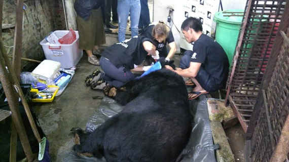 Animals Asia cứu hộ cá thể gấu ngựa thứ 200 tại Cao Bằng