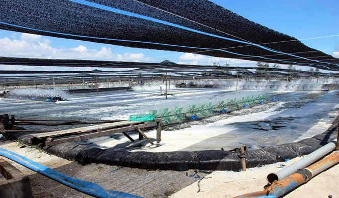 Quảng Nam: Đầu tư sản xuất giống thủy sản theo tiêu chuẩn VietGap