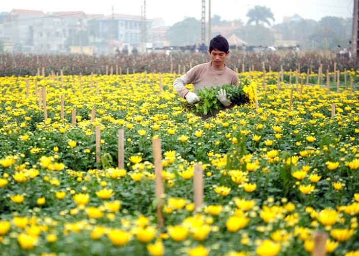 Hà Nội: Đến năm 2020 chuyển đổi 1.844ha cây trồng trên đất lúa