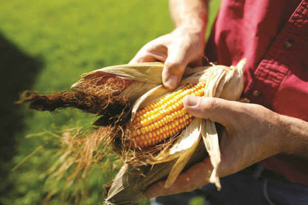 Cây trồng công nghệ sinh học: Thêm lựa chọn cho nhà nông trong canh tác