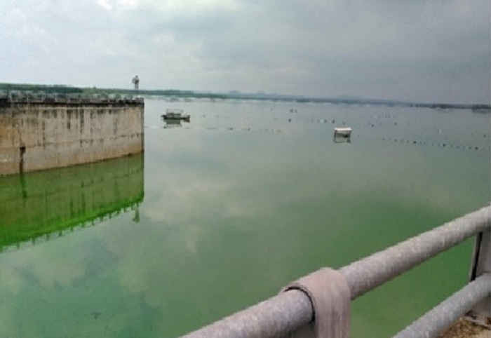 Bà Rịa - Vũng Tàu: Hồ chứa nước Sông Ray xuất hiện váng tảo màu xanh