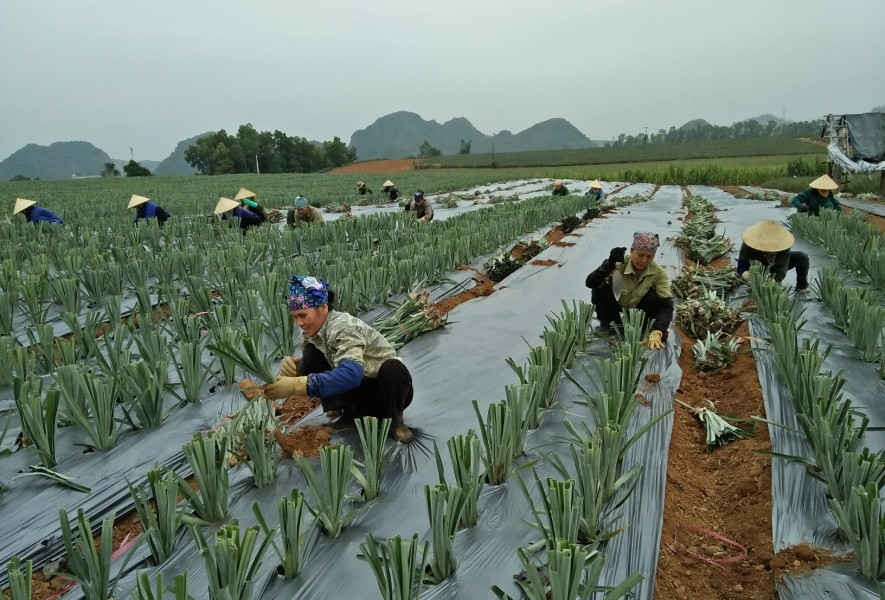 Công ty TNHH N-CN Hà Trung phát triển kinh tế từ các loại nông sản địa phương