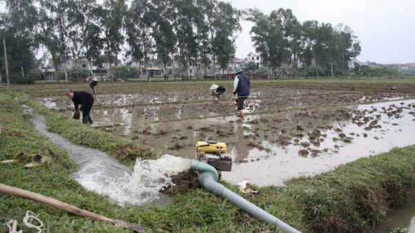 Hà Nội: Chủ động lấy đủ nước, kịp thời phục vụ sản xuất vụ Đông Xuân