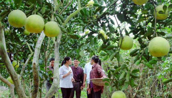 Hà Nội: Phát triển các vùng cây ăn quả sản xuất ứng dụng công nghệ cao