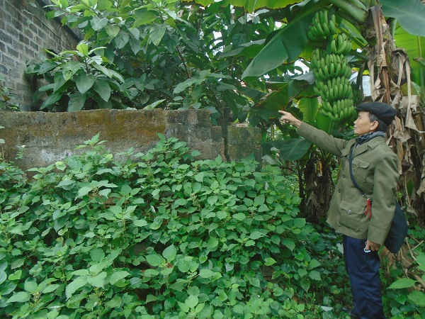 Sơn Tây – Hà Nội: Người cựu chiến binh 3 năm mất hơn 60m2 đất