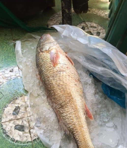 Quảng Ngãi: Ngư dân Quảng Ngãi bắt được cá sủ vàng quý hiếm