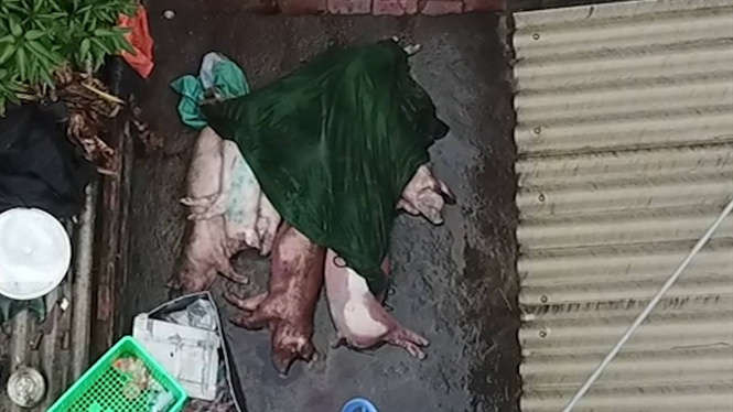 Kinh hoàng thịt trâu sấy làm từ… lợn chết, lợn bệnh