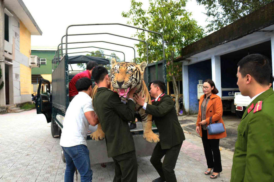Thừa Thiên Huế: Bàn giao bộ da hổ nhồi bông quý hiếm cho bảo tàng