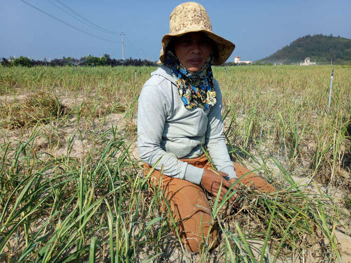 Nắng nóng kéo dài, nông dân Lý Sơn chầu chực trên đồng canh nước