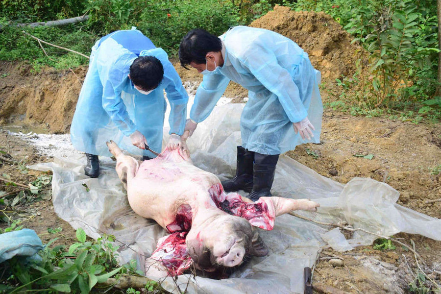 Thừa Thiên Huế: Khẩn cấp phòng ngừa dịch tả lợn Châu Phi, tránh lây lan