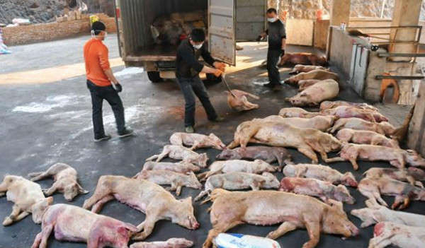 Lập Ban chỉ đạo quốc gia phòng, chống dịch bệnh Dịch tả lợn Châu Phi