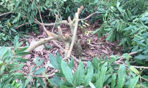 Hưng Yên: Gia đình nông dân kêu cứu vì vườn nhãn bị tàn phá sau 1 đêm