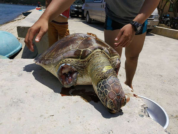 Phát hiệt một cá thể rùa biển bị giết, chặt hai vây tại Vịnh Vĩnh Hy