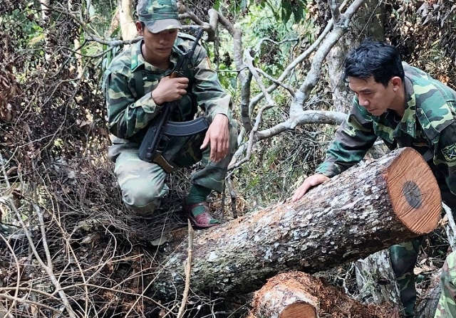 Khởi tố vụ phá rừng nghiêm trọng tại Phong Nha - Kẻ Bàng