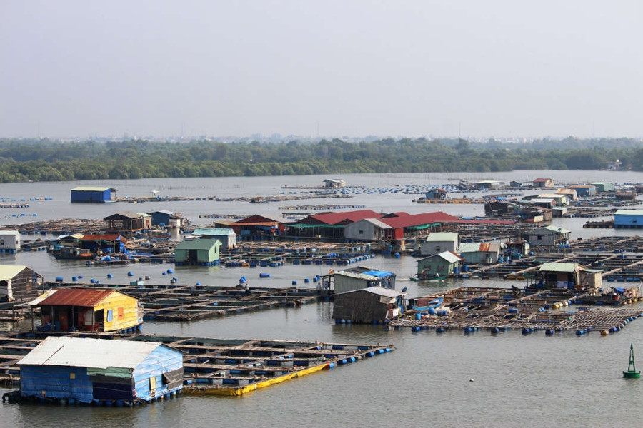 TP Vũng Tàu: Cá chết trên sông Rạng do thiếu ôxy và nhiễm ký sinh trùng