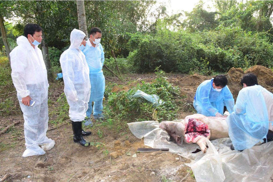 Thừa Thiên Huế ban hành quy định hỗ trợ chủ chăn nuôi có lợn bị tiêu hủy do dịch bệnh