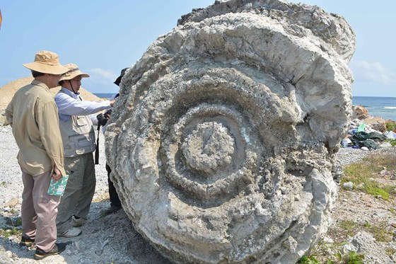Vận chuyển san hô hóa thạch niên đại 5.000 - 6.000 năm tuổi lên gần Hang Câu