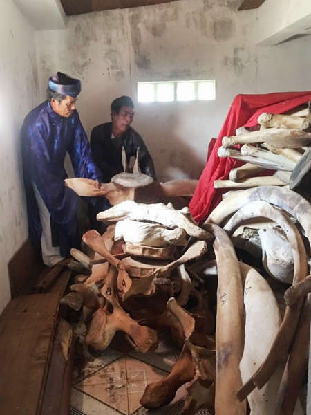 Quảng Ngãi: Phục dựng lại bộ xương cá voi có niên đại hơn 250 năm