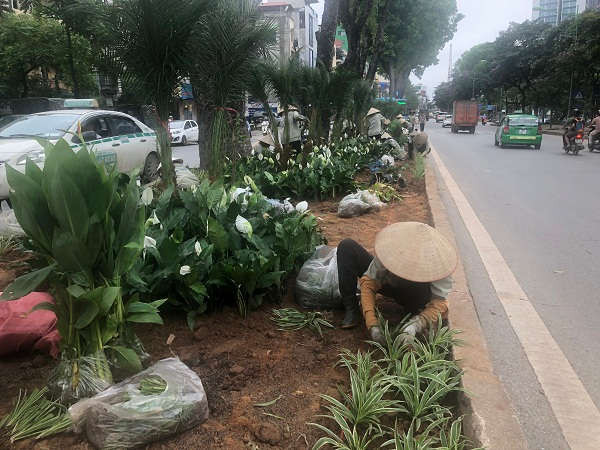 Hà Nội: Phủ xanh hàng nghìn cây hoa dải phân cách đường Kim Mã