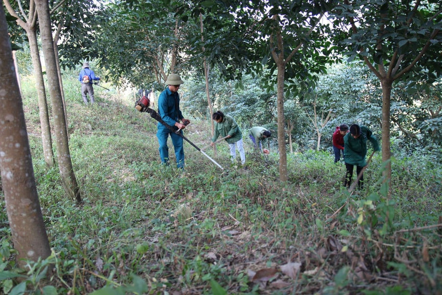 Yên Bái: Khai thác thử nghiệm 30ha cao su