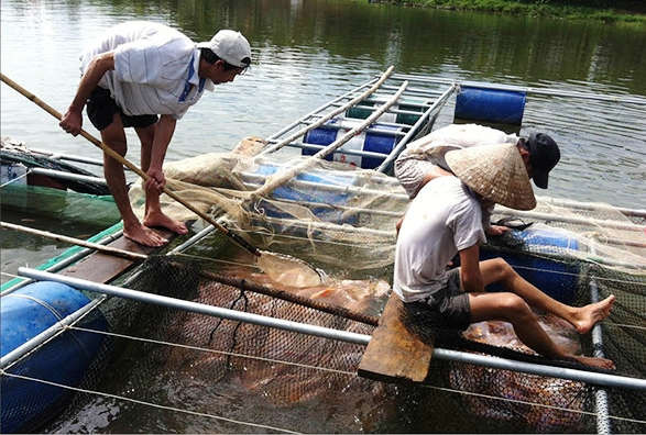 Thừa Thiên Huế: Cứu cá lồng chết hàng loạt trên sông Bồ
