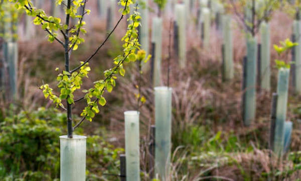 130.000 cây được trồng ở các thành phố và thị trấn của Anh