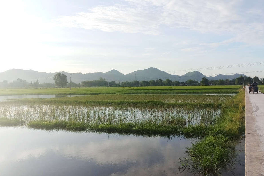 Bình Định: Lãng phí đất ruộng vì ngập úng