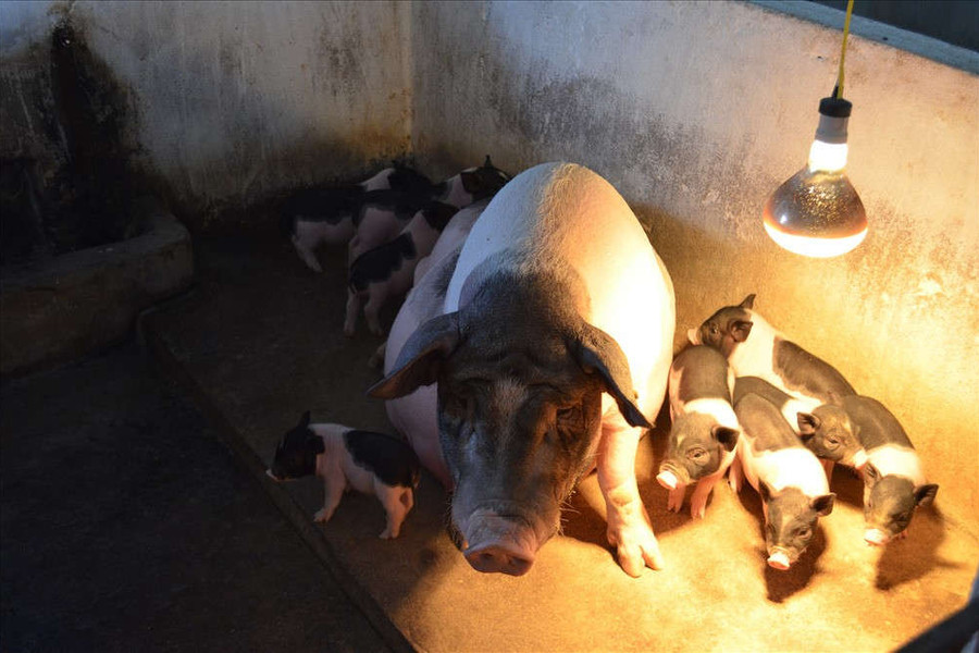 Lo dịch tấn công, Quảng Ninh tính chuyển đàn lợn thuần chủng ra đảo xa