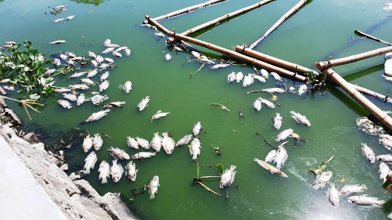 Đà Nẵng: Cá chết nổi quanh hồ Thạc Gián