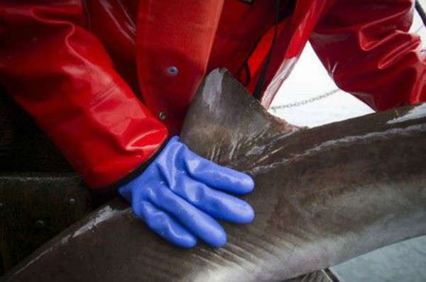 Canada trở thành quốc gia G20 đầu tiên cấm buôn bán vây cá mập