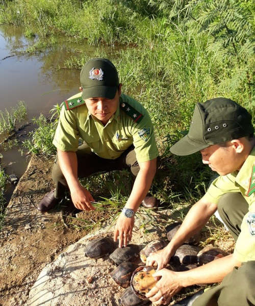 Đà Nẵng: Tiếp nhận và thả 21 cá thể rùa về lại môi trường tự nhiên