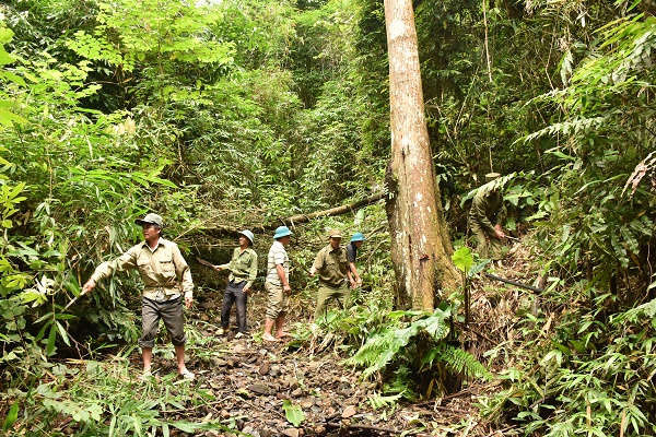 Sơn La: Lập hồ sơ 320 vụ vi phạm Luật Bảo vệ và phát triển rừng