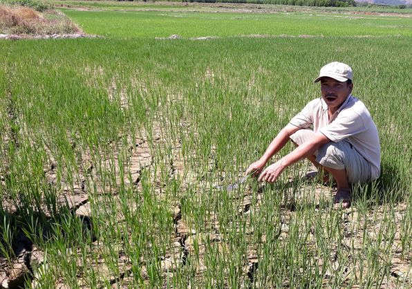 Gần 3.000 ha lúa ở Thừa Thiên Huế phải chuyển đổi, bỏ hoang do hạn hán
