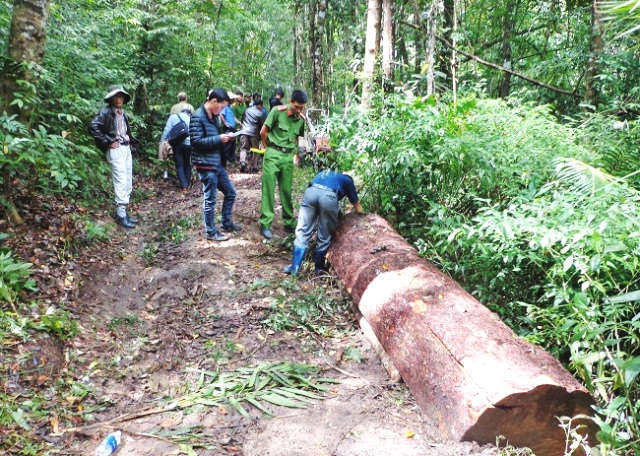 Mỗi tháng, cả nước xảy ra 806 vi phạm pháp luật về bảo vệ, phát triển rừng