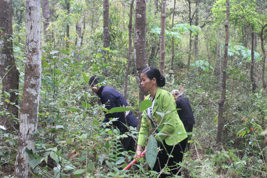 Chính sách chi trả DVMTR ở Điện Biên Đông – Nguồn lực để phát triển rừng bền vững
