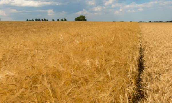 Các nhà khoa học phân lập gen kháng hạn hán trong lúa mạch