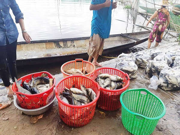 Thừa Thiên Huế: Cá chết hàng loạt trên sông Đại Giang