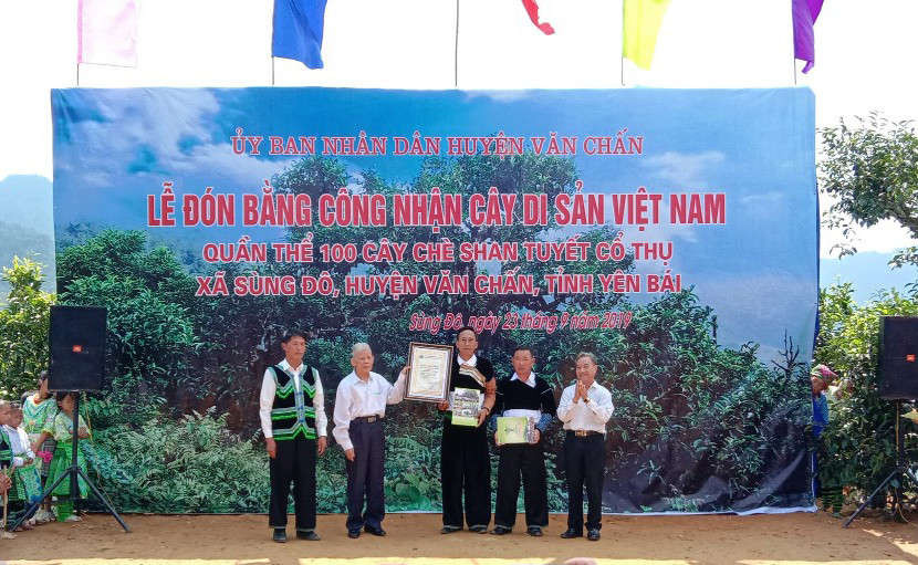Chè Shan tuyết Giàng Pằng được công nhận Cây Di sản Việt Nam