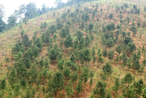Lào Cai vượt kế hoạch trồng rừng năm 2019