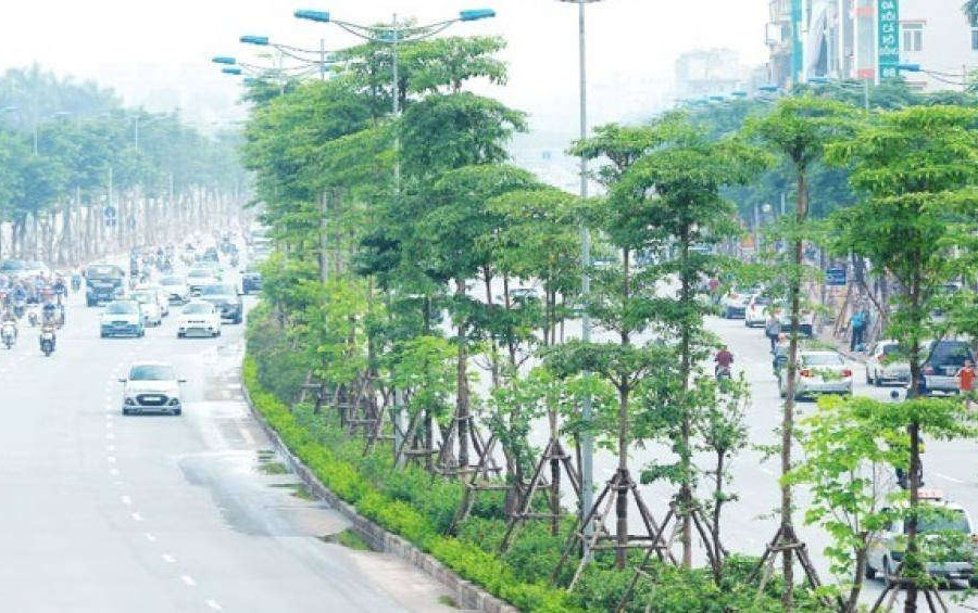 Chuyên gia nói gì về đề xuất trồng 600.000 cây không đấu thầu của Hà Nội