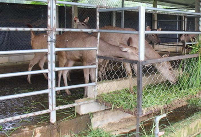 Bình Định: Quản lý chặt hoạt động nuôi động vật hoang dã, quý hiếm