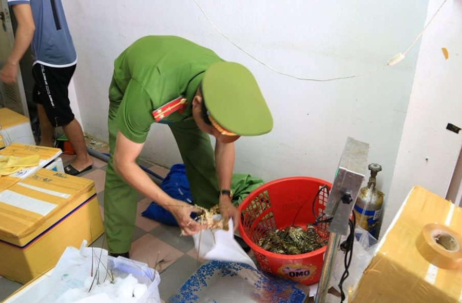 Đà Nẵng: Xuất hiện tôm hùm bơm tạp chất để thu lợi bất chính