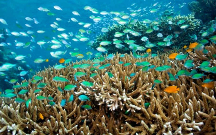 Axit hóa đại dương có thể gây ra sự tuyệt chủng