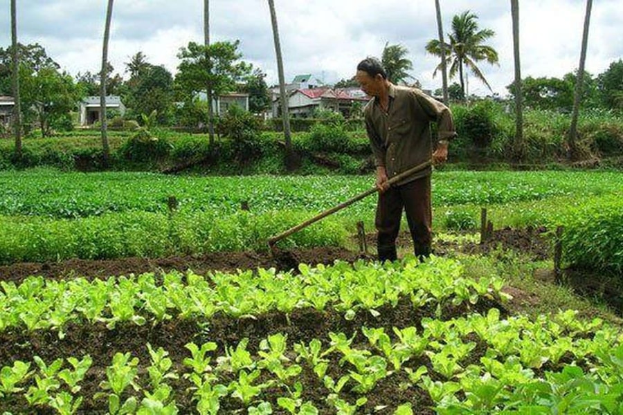 Chắp cánh tam nông