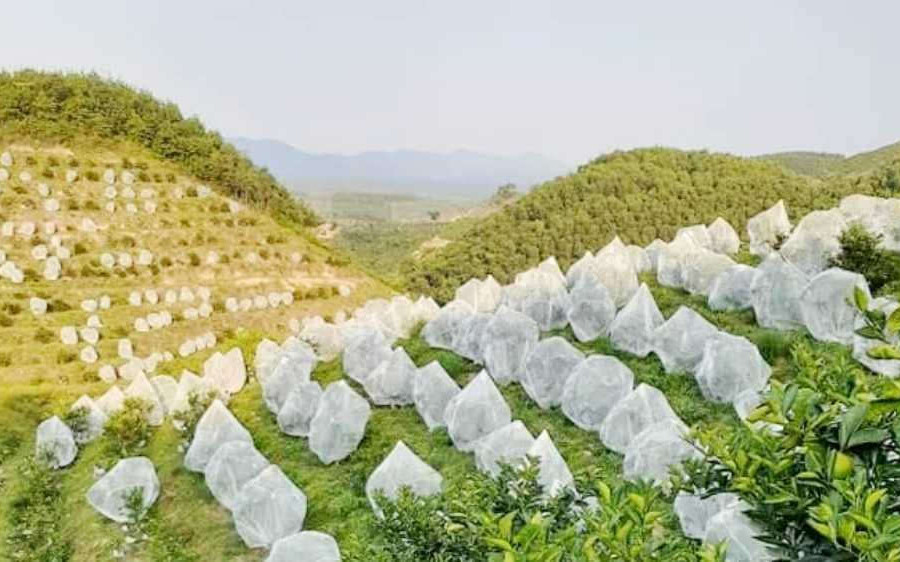 Những vườn cam nói không với thuốc trừ sâu, hóa chất ở Hà Tĩnh